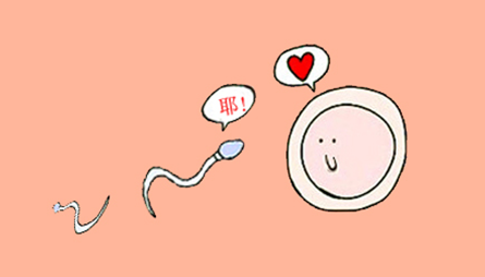 精子和卵子试管婴儿